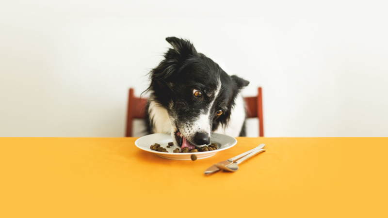 photo of a dog eating food at table