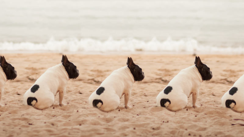 multiple pug dogs sitting on beach