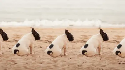 multiple pug dogs sitting on beach